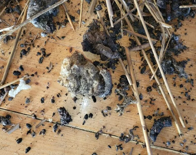 Állati ürülék takarítása és extrém állati szennyeződések 1 ExtremClean állati ürülék takarítás